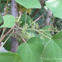 Cissampelos pareira L.